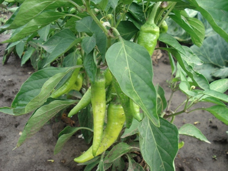    () (Capsicum annuum),  