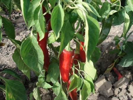    () (Capsicum annuum),  