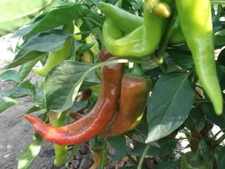    () (Capsicum annuum),  