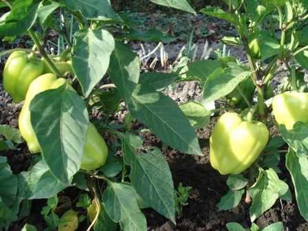    (Capsicum annuum),   