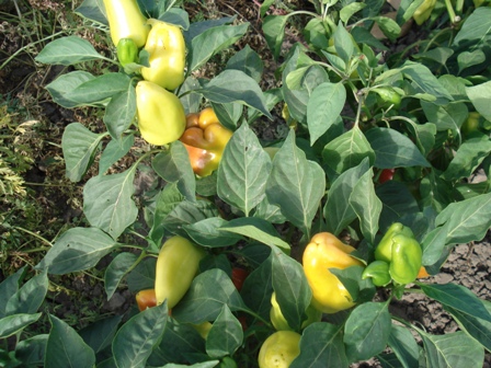    (Capsicum annuum),   