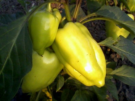   (Capsicum annuum),   