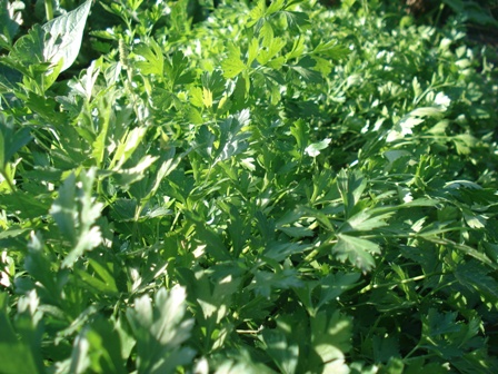  (Petr oselinum) 