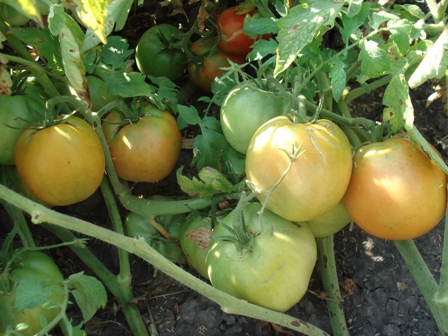 ,  (Solanum lycopersicum) 