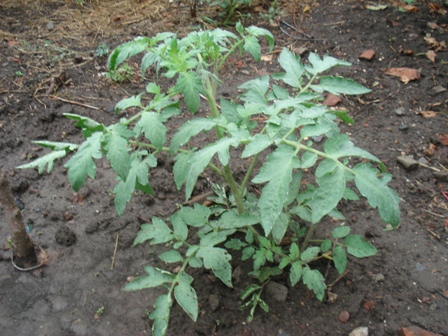 ,  (Solanum lycopersicum) 