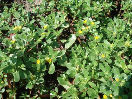   (Portulaca oleracea L.),  
