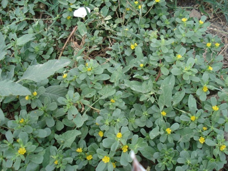   (Portulaca oleracea L.),  