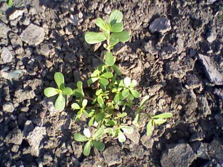   (Portulaca oleracea L.),  