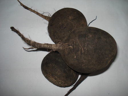     (Zimnyaya Kruglaya Chernaya) 