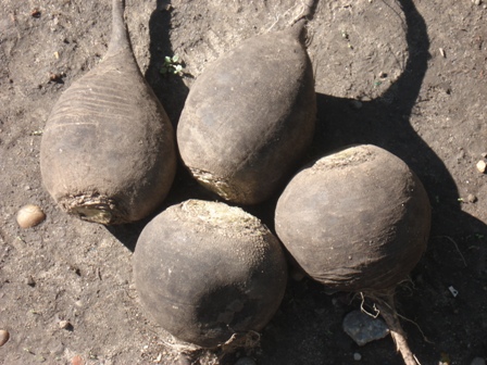     (Zimnyaya Kruglaya Chernaya) 