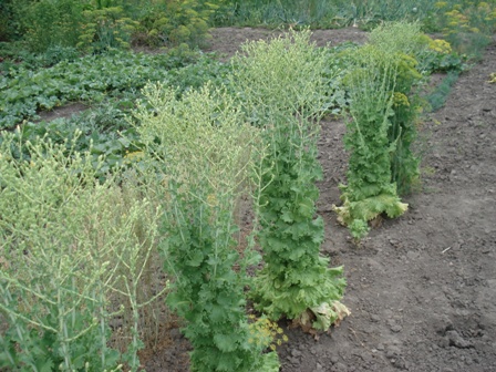    (Lactuca Sariva),   