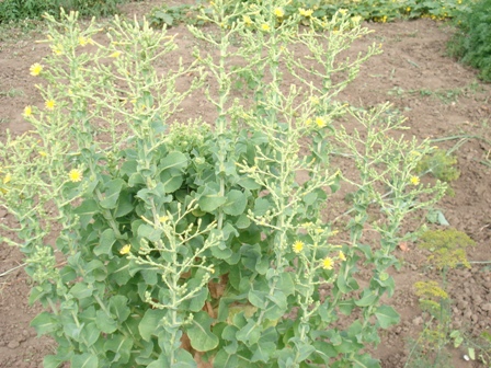    (Lactuca Sariva),   