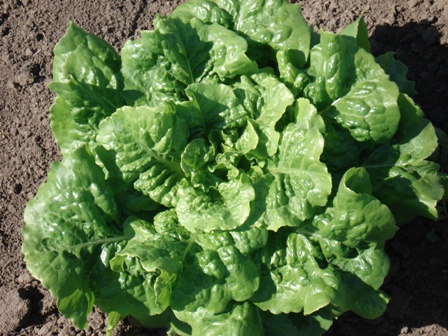    (Lactuca Sariva),   