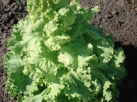    (Lactuca Sariva),   