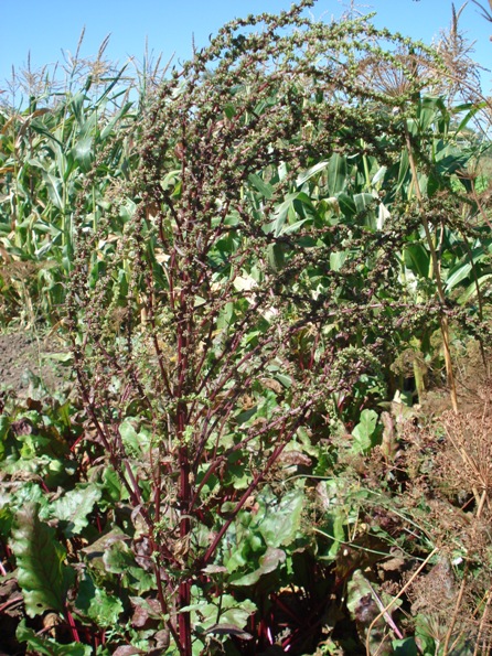   (Beta vulgaris),  ,  ,   