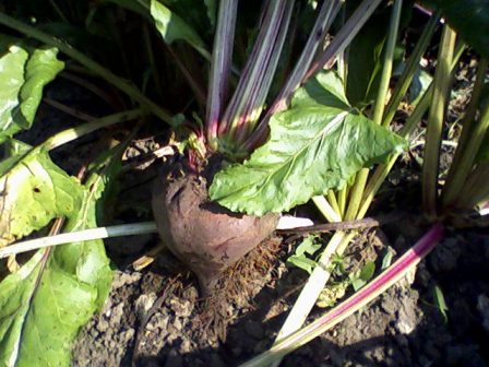   (Beta vulgaris),  ,  ,   