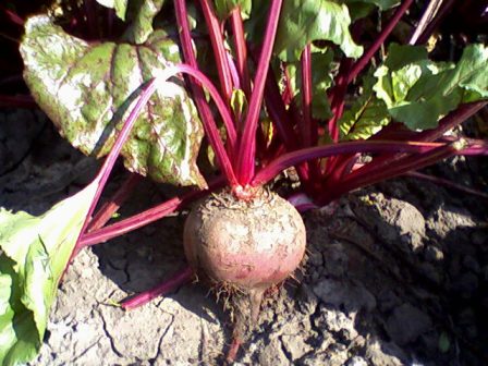   (Beta vulgaris),  ,  ,   