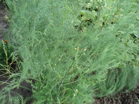  (Asparagus) 