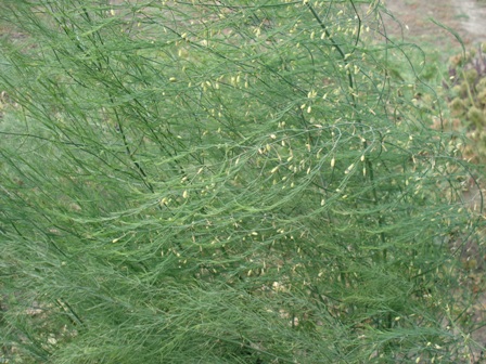  (Asparagus) 