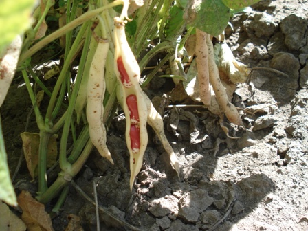  (Phaseolus)   (  ),   , (  ) 