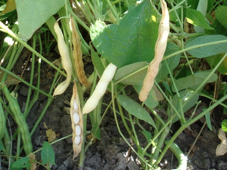  (Phaseolus)   (  ),   , (  ) 