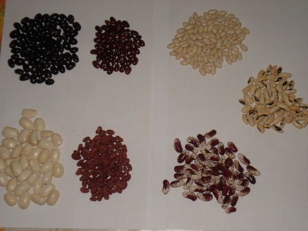  (Phaseolus)   (  ),   , (  ) 