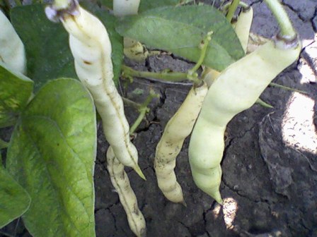  (Phaseolus)   (  ),   , (  ) 