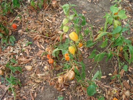  (Physalis),   