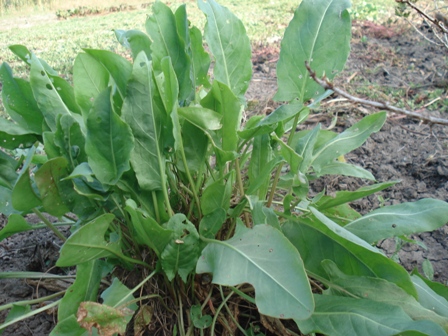   (Rumex acetosa),  ,   