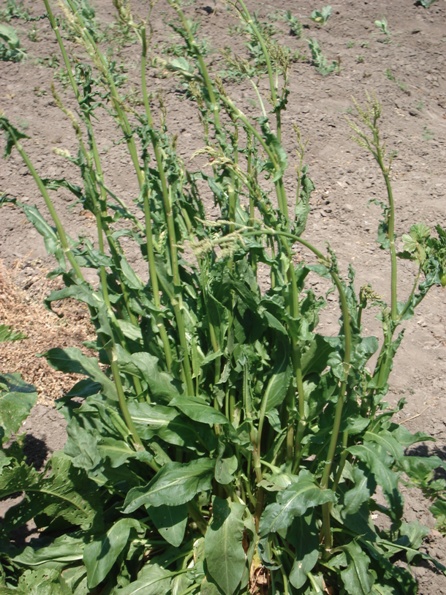   (Rumex acetosa),  ,   