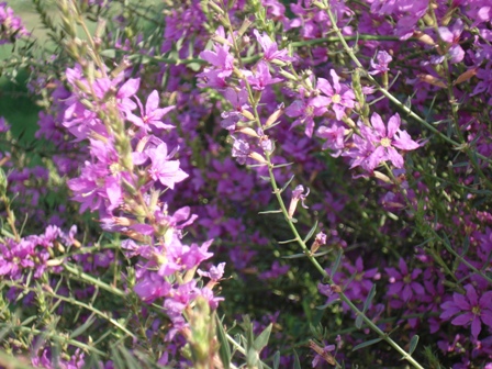   (Lythrum salicaria)