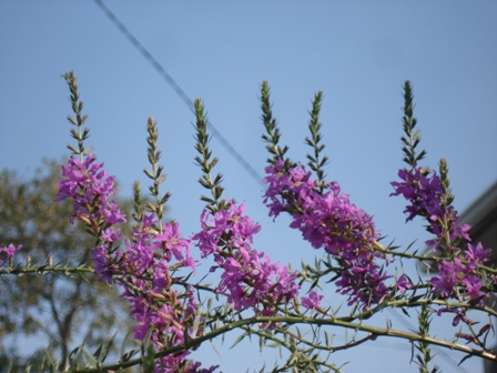   (Lythrum salicaria)