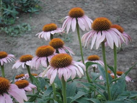   (Echinacea purpurea)