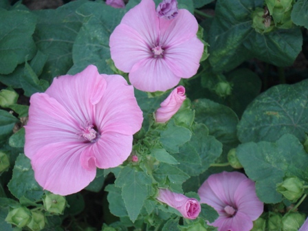   (Lavatera trimestris), 