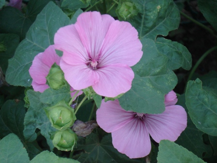   (Lavatera trimestris), 