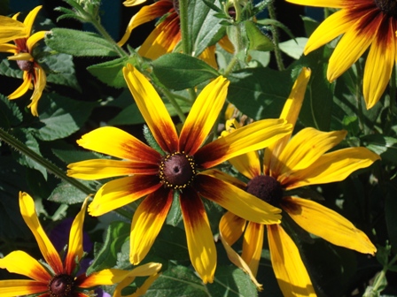   (Rudbeckia hirta),  ,  