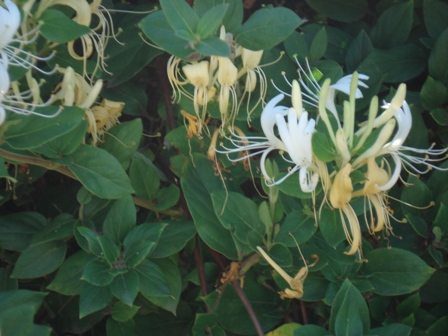   (Lonicera caprifolium)