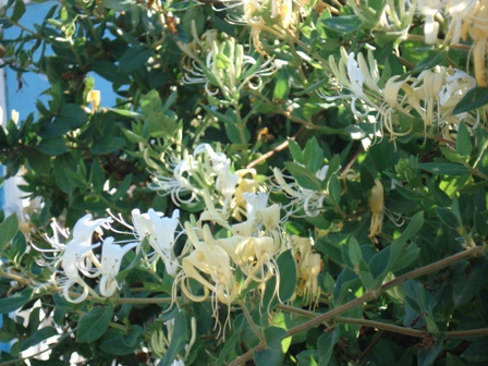   (Lonicera caprifolium)