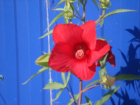    (Hibiscus hybridus)