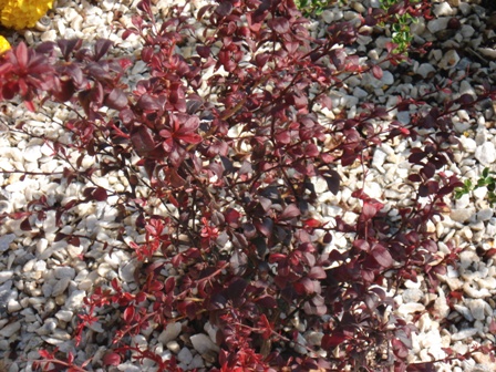  ,   (Berberis thunbergii)