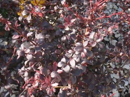  ,   (Berberis thunbergii)