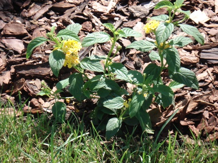   (Lantana hybrida),  