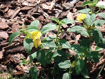   (Lantana hybrida),  