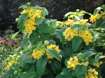   (Lantana hybrida),  