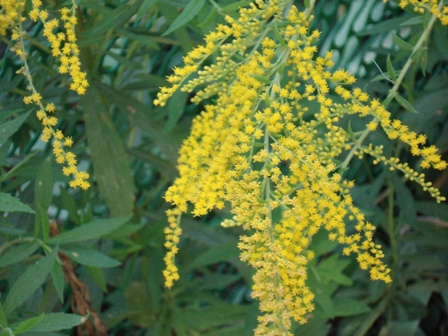   (Solidago Canadensis),  , 