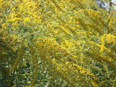   (Solidago Canadensis),  , 