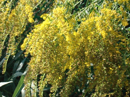   (Solidago Canadensis),  , 