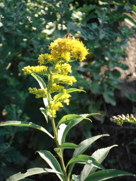   (Solidago Canadensis),  , 