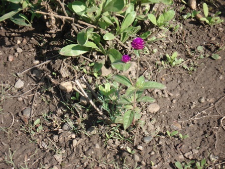   (Gomphrena globosa), 