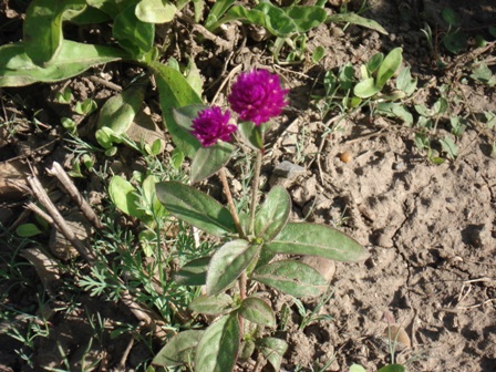   (Gomphrena globosa), 